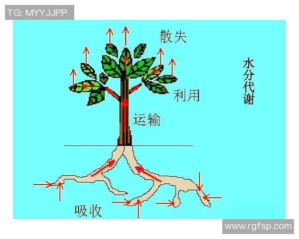 杭州乒乓球队技术解析:从基础训练到比赛策略的全面探讨 杭州乒乓球队技术解析:从基础训练到比赛策略的全面探讨